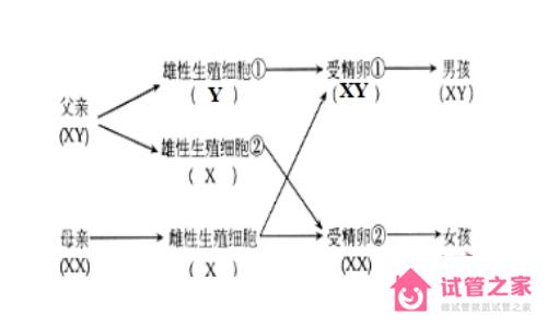 生男還是生女主要由男方的性染色體決定