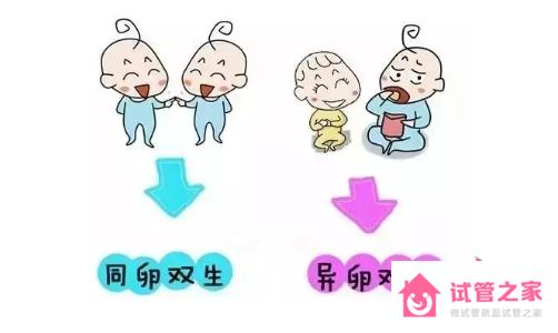 雙胞胎是怎么形成的