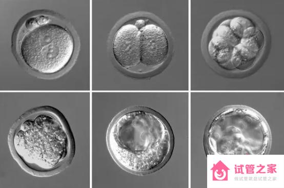 囊胚級別只是通過形態(tài)學的方式評級