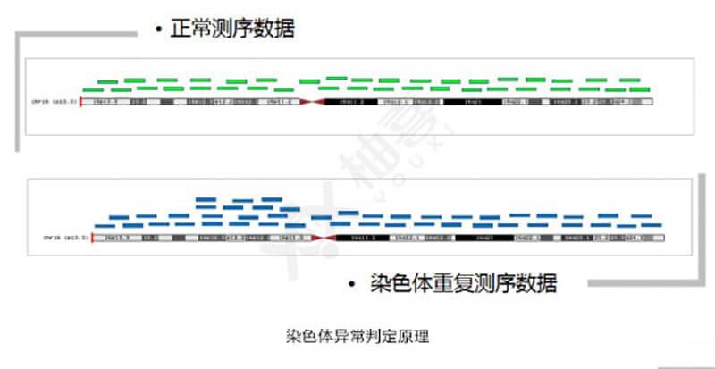 染色體異常判定原理