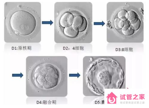 4cb囊胚質量好嗎