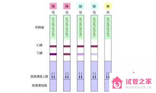 觀察試紙結(jié)果要看T線