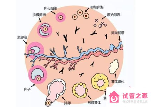 促黃體生成素高好調(diào)理嗎