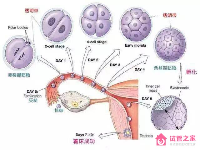 試管嬰兒技術(shù)真的可以完全避免宮外孕的發(fā)生嗎