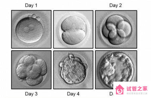 不同天數(shù)的胚胎