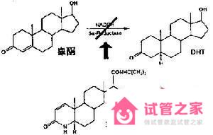 睪酮正常值