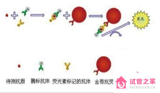 酶免法與金標(biāo)法對(duì)比：檢測(cè)艾滋病原理及準(zhǔn)確度區(qū)別分析