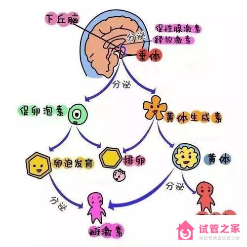 fsh是lh的3倍是*巢早衰嗎