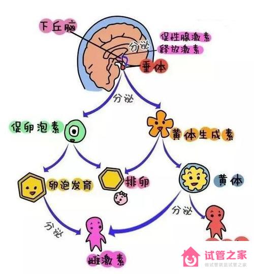 影響促*泡生成素的因素有哪些