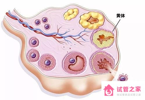 促黃體生成素的高低和黃體功能有關(guān)系嗎