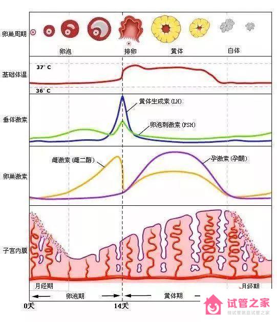 促黃體生成素高會(huì)自己降下來嗎