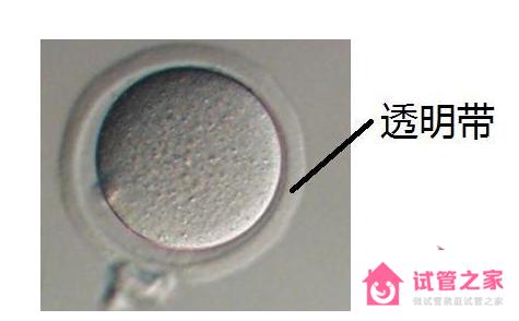 透明帶是什么，作用與功能介紹