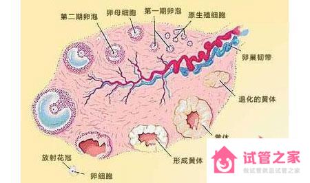 *泡期是什么意思