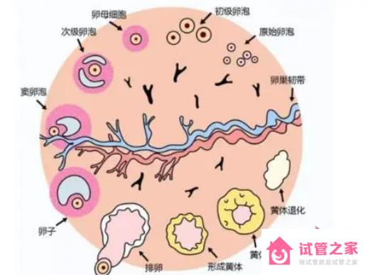 促黃體生成素低怎么辦，如何補(bǔ)