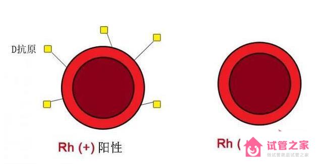 rh(d)血型陽性是什么意思