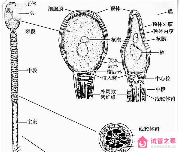 精子體部畸形對(duì)懷孕的影響嗎？嚴(yán)重甚至導(dǎo)致不育？