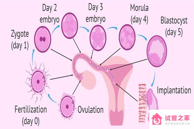 為什么囊胚10天試紙還這么淡？移植后10天胚胎變化