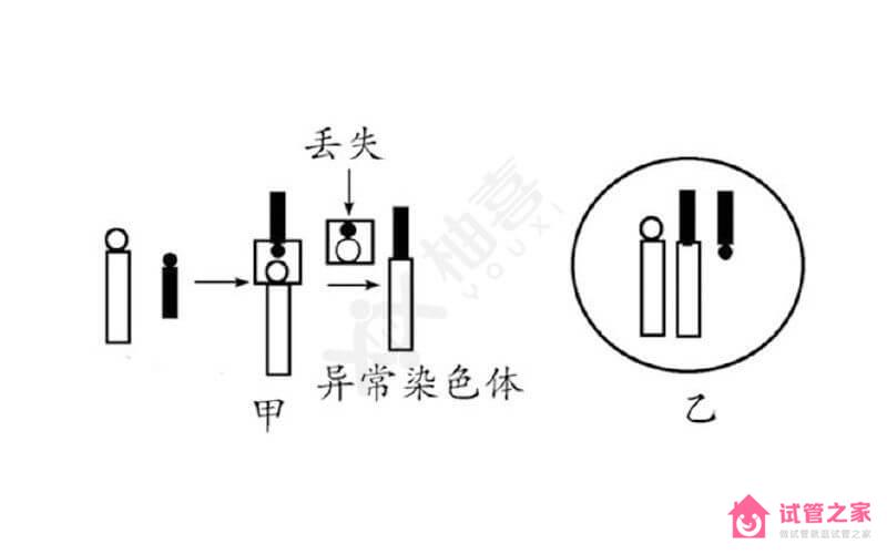 染色體羅伯遜易位遺傳方式揭曉，三大比例提前知曉