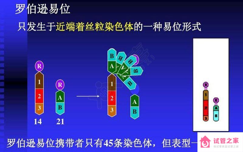 染色體羅伯遜易位遺傳方式揭曉，三大比例提前知曉