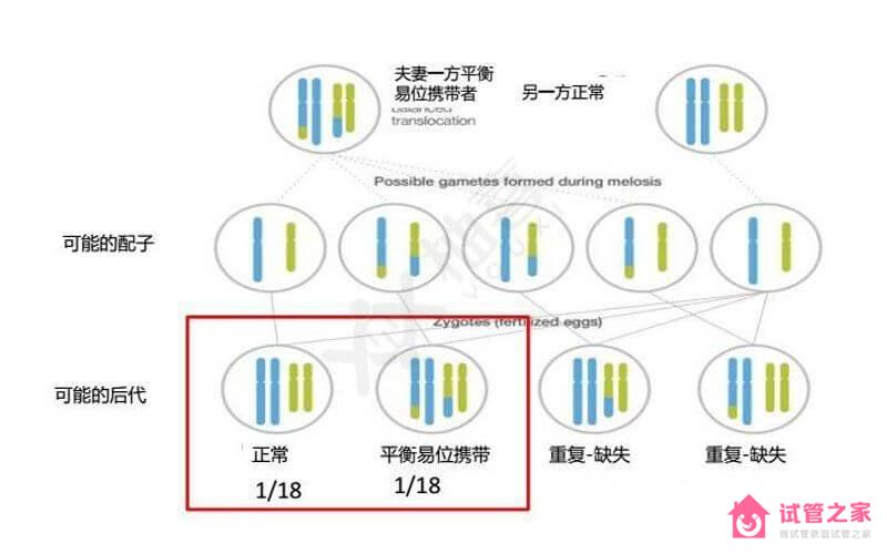 染色體羅伯遜易位遺傳方式揭曉，三大比例提前知曉