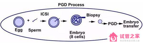 美國第二*,第三*,試管嬰兒PGD/PGS技術(shù)適用人群介紹