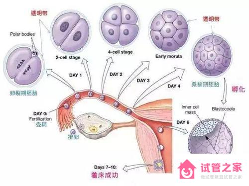 深圳試管嬰兒多少錢