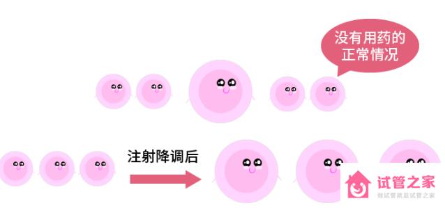 試管中的降調(diào)節(jié)降的是什么？