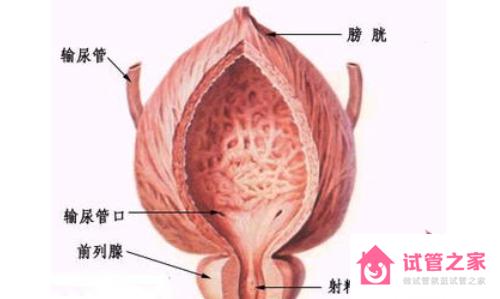 男性前列腺液會(huì)導(dǎo)致懷孕嗎