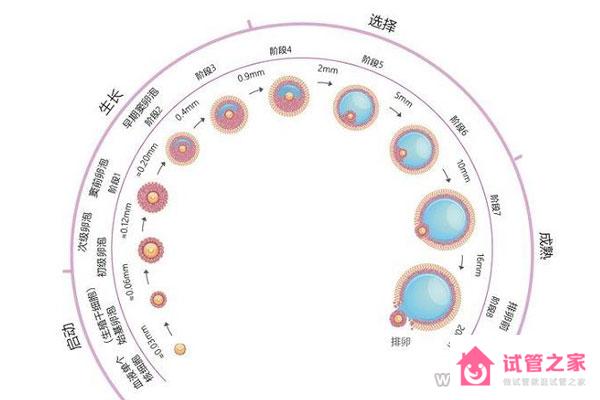 *子萎縮不排*，閉鎖*泡形成原因與這4點(diǎn)有關(guān)