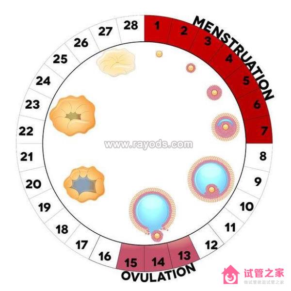 了解美國試管嬰兒流程，合理規(guī)劃赴美時間