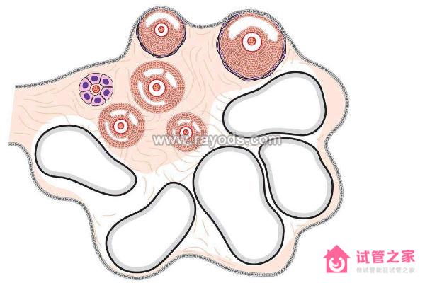 *泡發(fā)育不良由什么原因引起? 3步提升試管嬰兒成功率