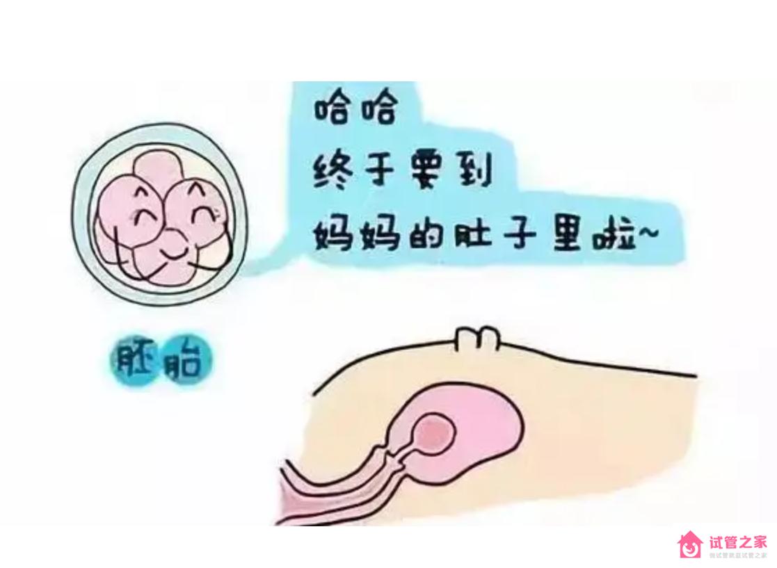 泰國試管嬰兒成功率有多少呢