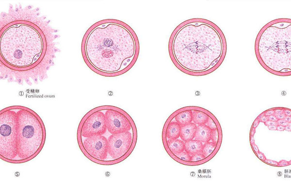 什么是胚胎移植 - 胚胎移植過(guò)程、費(fèi)用、成功率詳解