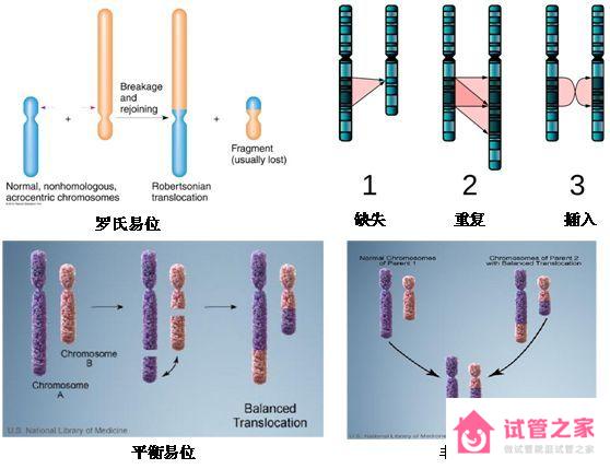 染色體異常做第三*試管嬰兒成功率高嗎