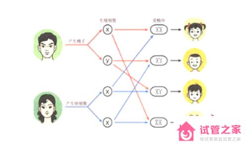 男性Y染色體精子與*子結(jié)合則生男孩