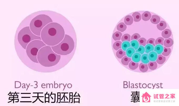 中國(guó)首例供胚移植試管嬰兒自然懷孕生子