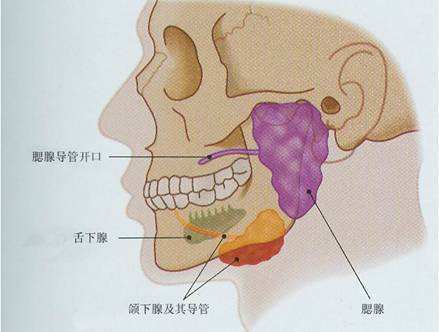 腮腺在哪