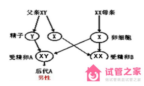 生男生女取決于男人的染色體嗎