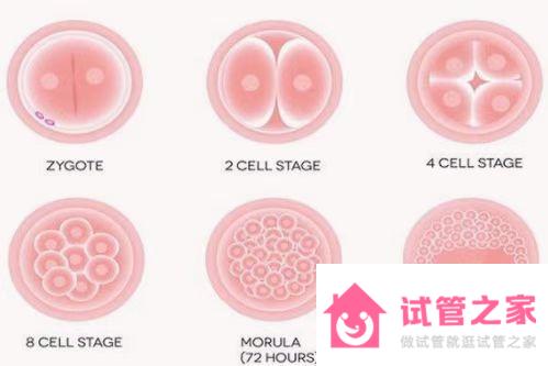 有凍胚和囊胚醫(yī)生優(yōu)先放哪個