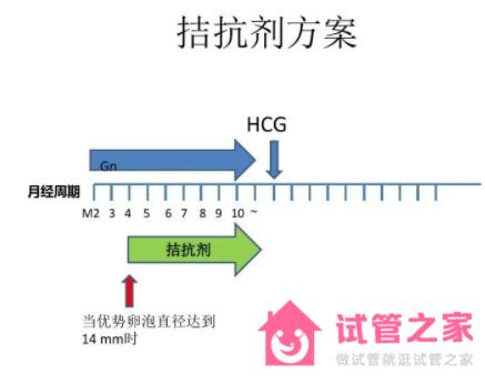 排*障礙的女性使用拮抗劑方案是不錯的選擇