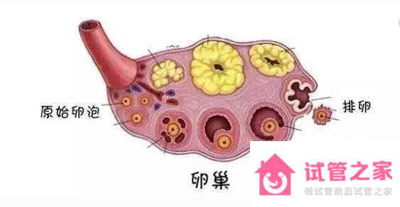 試管嬰兒*泡發(fā)育差的原因是什么？怎么調(diào)理？