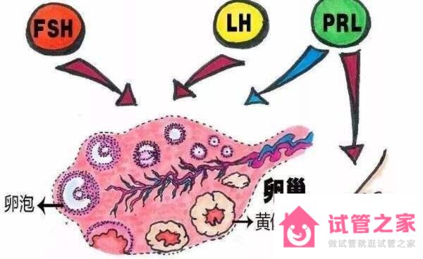 FSH值過高還能做試管嬰兒嗎？