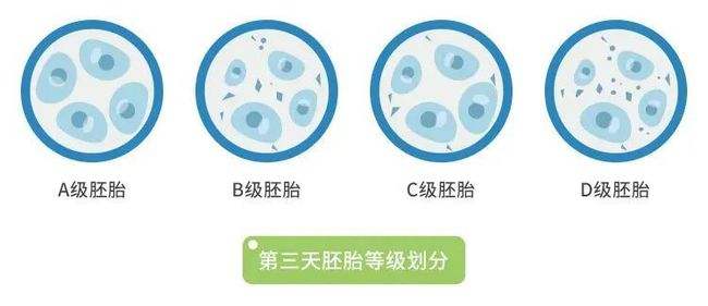 試管嬰兒胚胎等級(jí)8c質(zhì)量怎么樣?