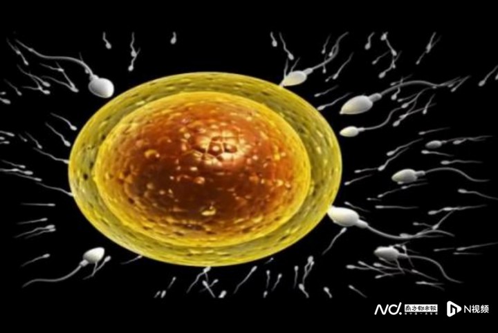 從生殖細胞到孕育&ldquo;成人&rdquo;，胚胎學家的操作科技感爆棚 ...