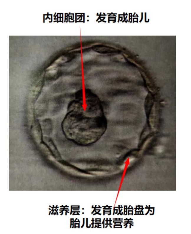 從生殖細胞到孕育&ldquo;成人&rdquo;，胚胎學家的操作科技感爆棚 ...