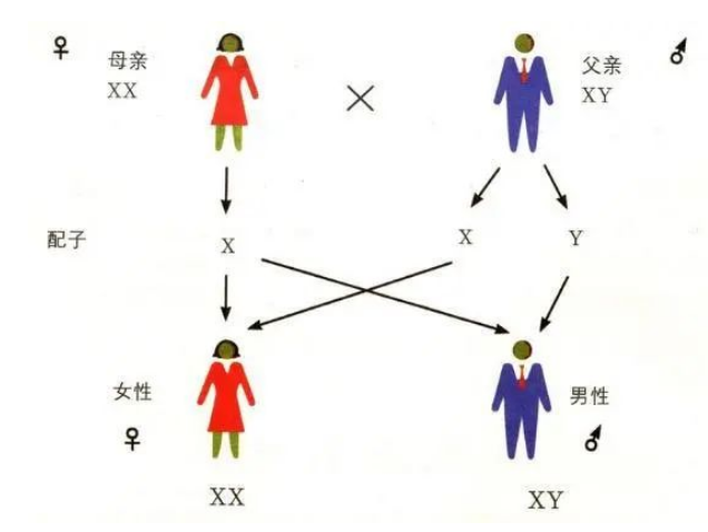 父母染色體正常，為什么胚胎染色體出現(xiàn)異常？