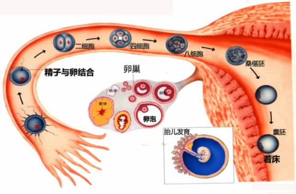 輔助生殖技術(shù)發(fā)展到了哪一步？