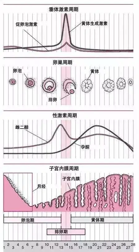 性激素六項(xiàng)與試管嬰兒成功率有什么聯(lián)系？