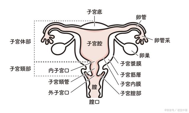 女性哪些疾病可能會(huì)導(dǎo)致不孕？