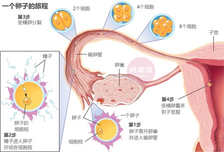 檢查輸*管是否通暢，選擇通液還是造影呢？